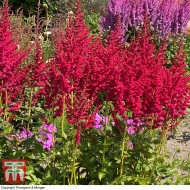 Астильба Astilbe Hot Pearls